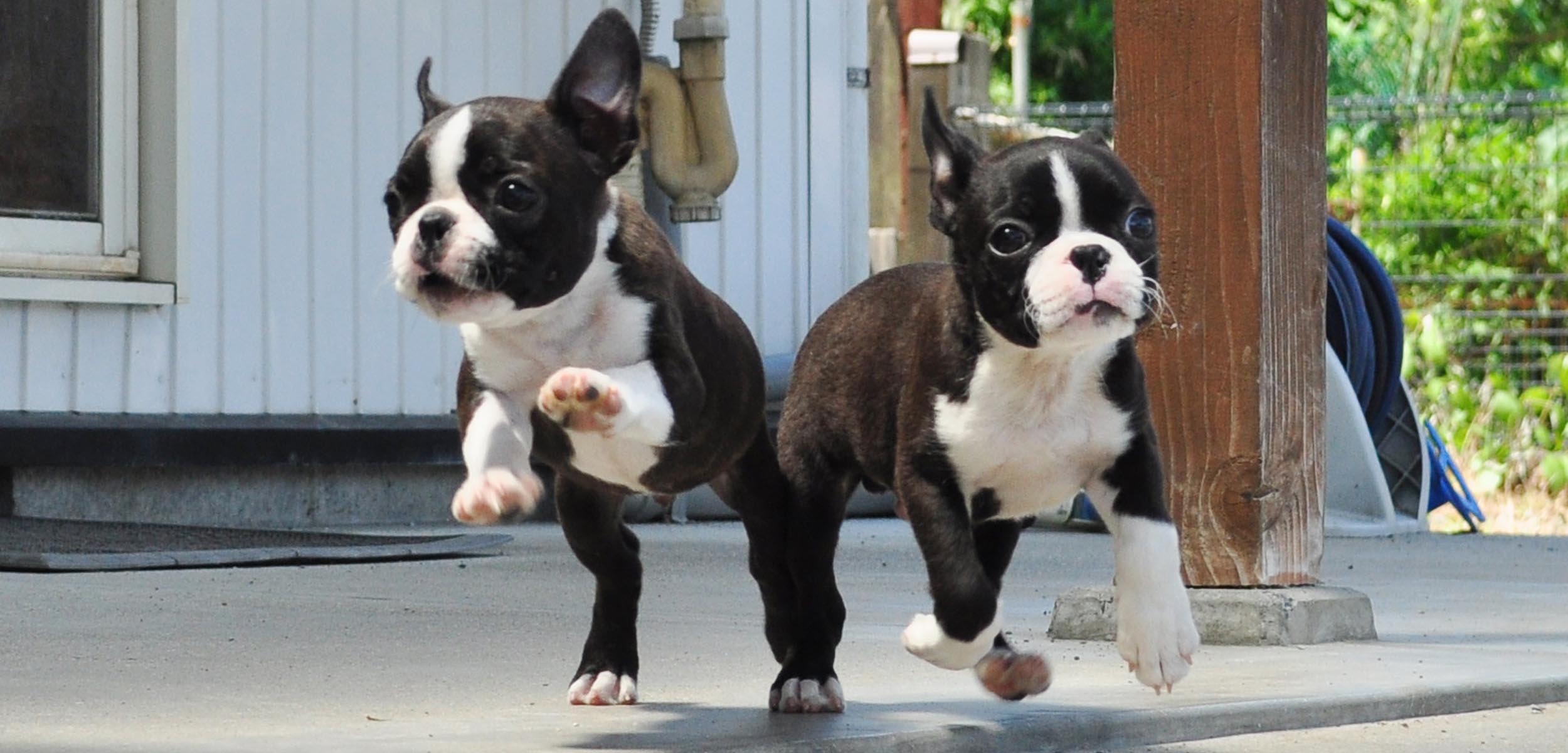 Resultado de imagen para çŠ¬ boston terrier éŠã¶ãŸã‚ã«