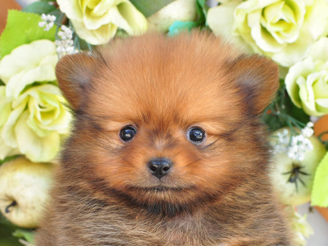 アポロ 小型犬 仔犬 仔犬 のブリーダーズショップ ホーム アポロ 小型犬 仔犬 仔犬 のブリーダーズショップ ホーム