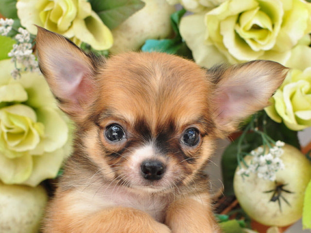 アポロ 小型犬 仔犬 仔犬 のブリーダーズショップ チワワ 仔犬販売 アポロ 小型犬 仔犬 仔犬 のブリーダーズショップ チワワ 仔犬販売
