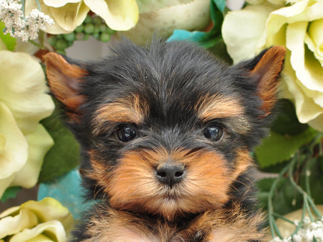 アポロ 小型犬 仔犬 仔犬 のブリーダーズショップ ヨークシャテリア 仔犬販売 アポロ 小型犬 仔犬 仔犬 のブリーダーズショップ ヨークシャテリア 仔犬販売
