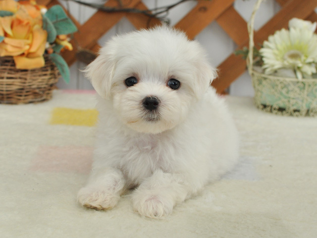 アポロ 小型犬 仔犬 仔犬 のブリーダーズショップ マルチーズ 仔犬販売 アポロ 小型犬 仔犬 仔犬 のブリーダーズショップ マルチーズ 仔犬販売