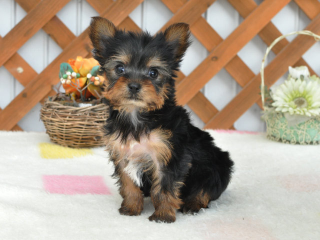 アポロ 小型犬 仔犬 仔犬 のブリーダーズショップ ヨークシャテリア 仔犬販売 アポロ 小型犬 仔犬 仔犬 のブリーダーズショップ ヨークシャテリア 仔犬販売