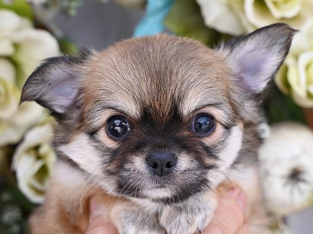 アポロ 小型犬 仔犬 仔犬 のブリーダーズショップ ホーム アポロ 小型犬 仔犬 仔犬 のブリーダーズショップ ホーム
