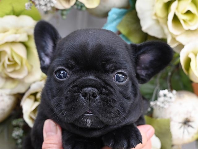 アポロ 小型犬 仔犬 仔犬 のブリーダーズショップ ホーム アポロ 小型犬 仔犬 仔犬 のブリーダーズショップ ホーム
