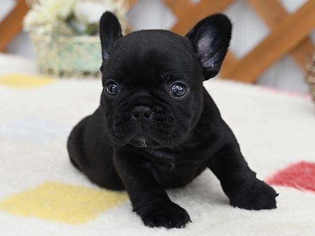 アポロ 小型犬 仔犬 仔犬 のブリーダーズショップ 仔犬販売 アポロ 小型犬 仔犬 仔犬 のブリーダーズショップ 仔犬販売
