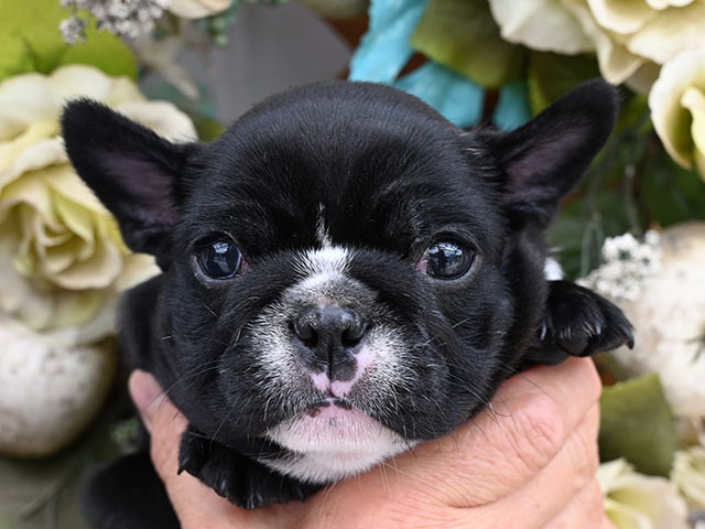アポロ 小型犬 仔犬 仔犬 のブリーダーズショップ 仔犬販売 アポロ 小型犬 仔犬 仔犬 のブリーダーズショップ 仔犬販売