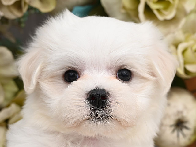 アポロ 小型犬 仔犬 仔犬 のブリーダーズショップ ホーム アポロ 小型犬 仔犬 仔犬 のブリーダーズショップ ホーム