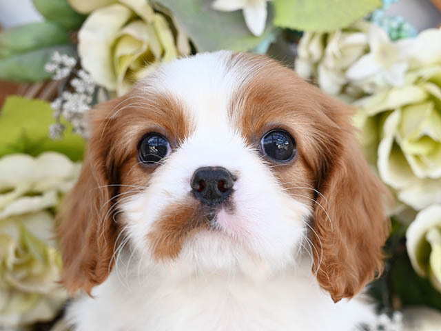アポロ 小型犬 仔犬 仔犬 のブリーダーズショップ 仔犬販売